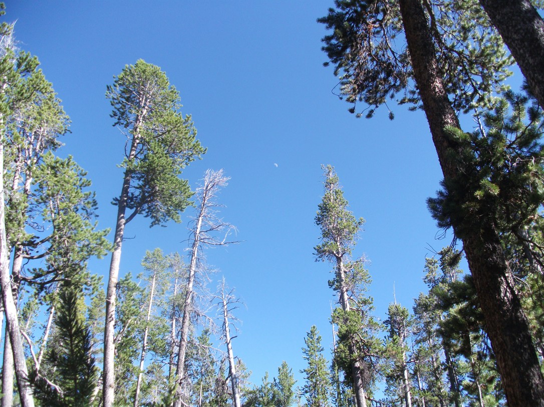 The Elephant Back Trail