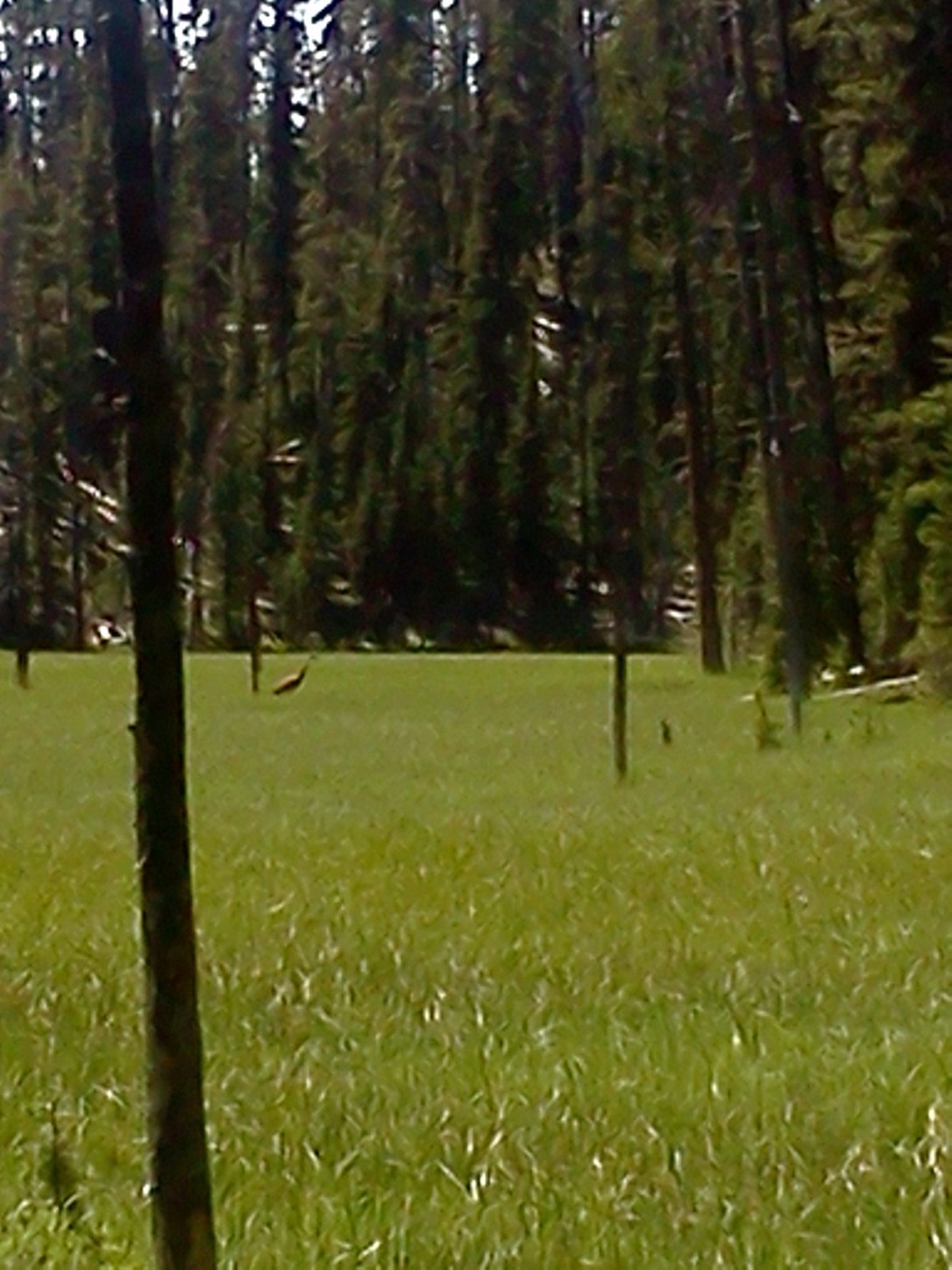Sand Hill Cranes at Dunraven (2)