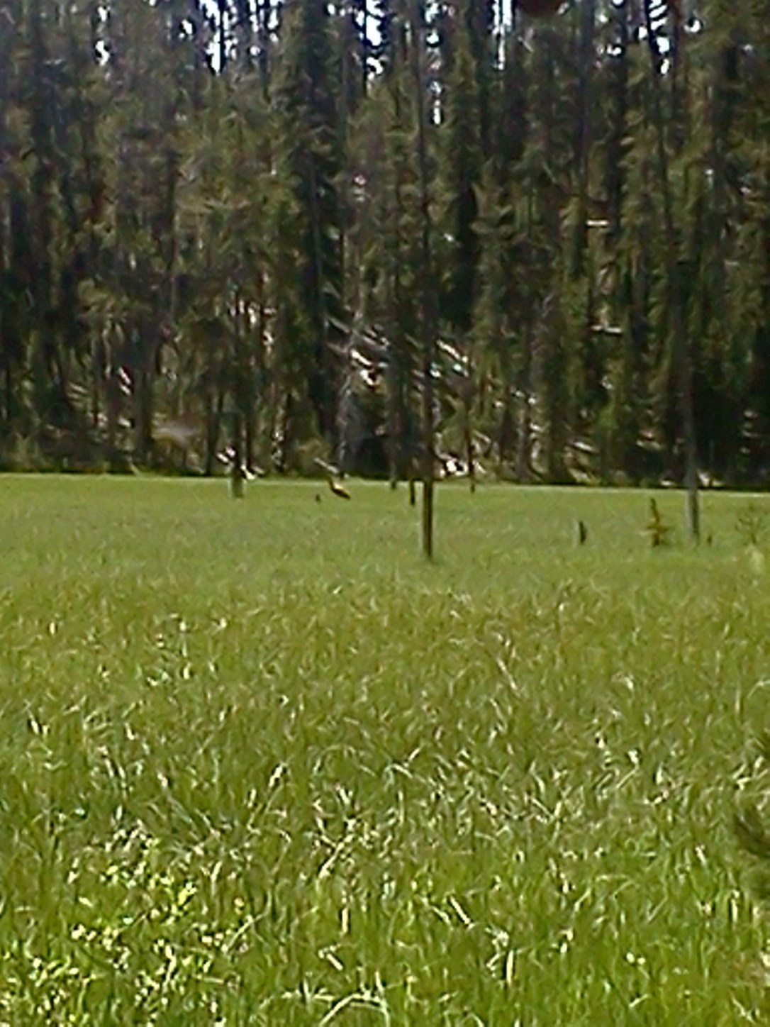 Sand Hill Cranes at Dunraven
