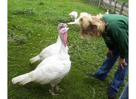 Sweet Pea Turkey Lurkey