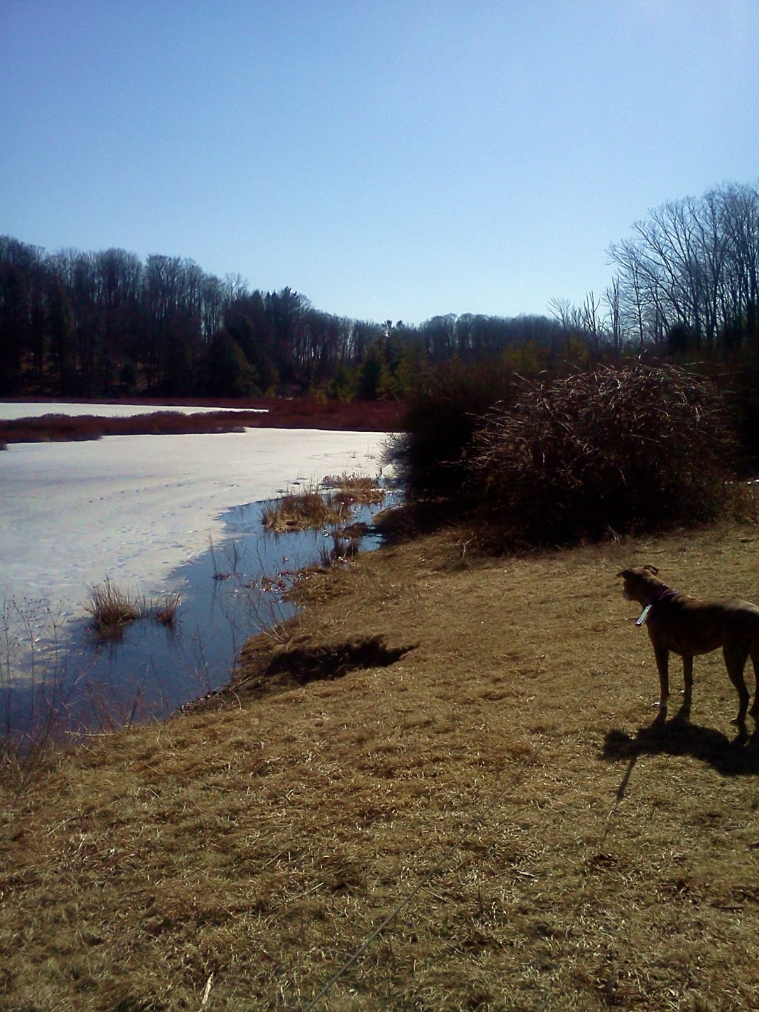 Chicago Bog, Lime Hollow Nature Center