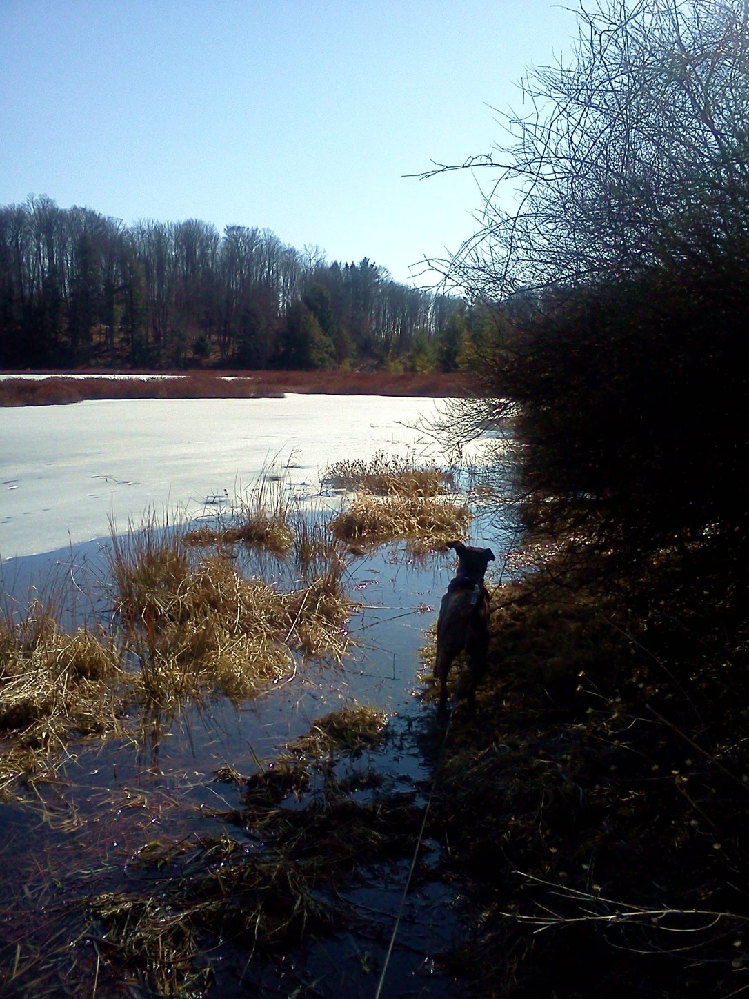 Chicago Bog, Lime Hollow Nature Center