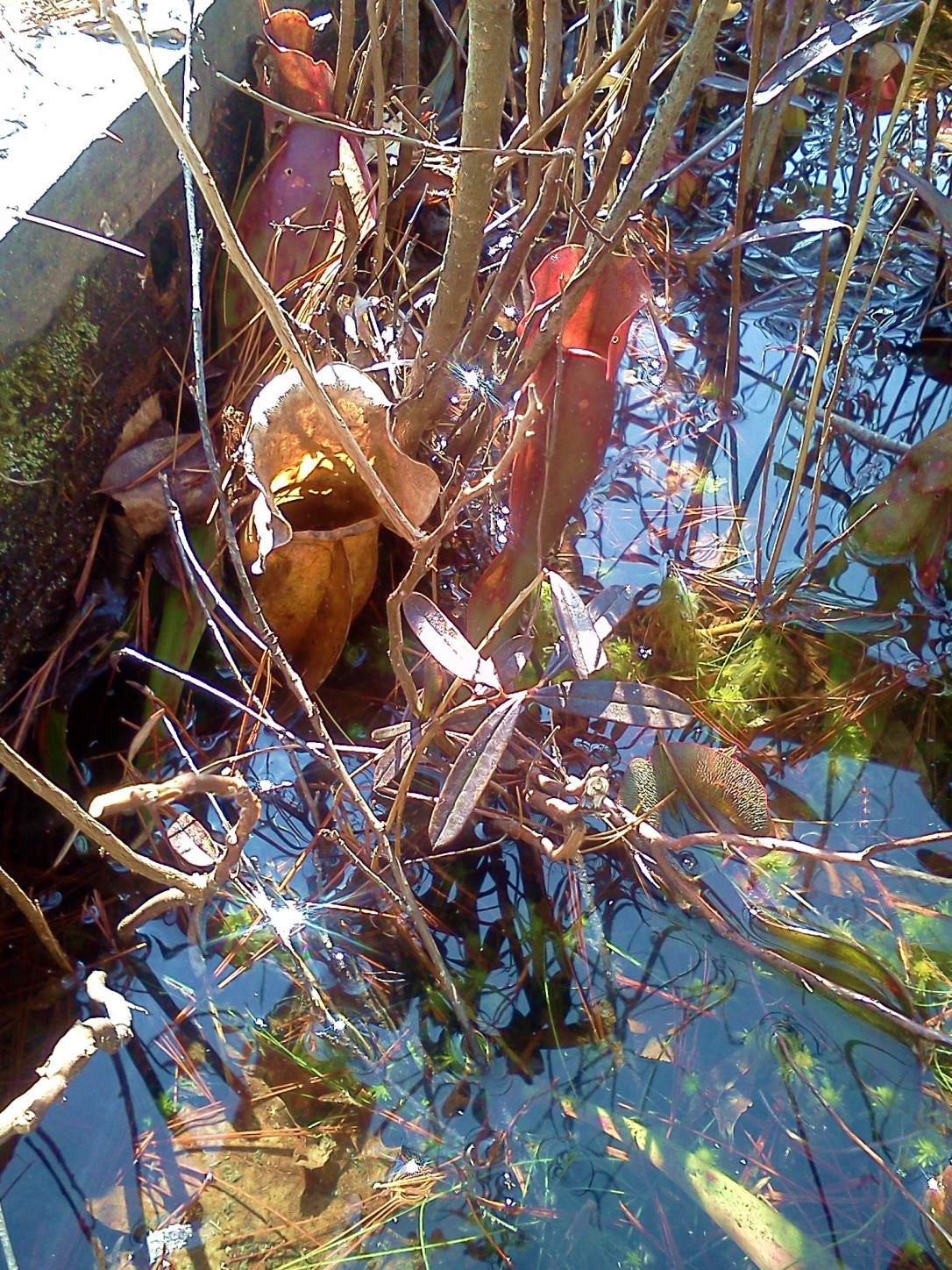 O.D. von Engeln Preserve at Malloryville