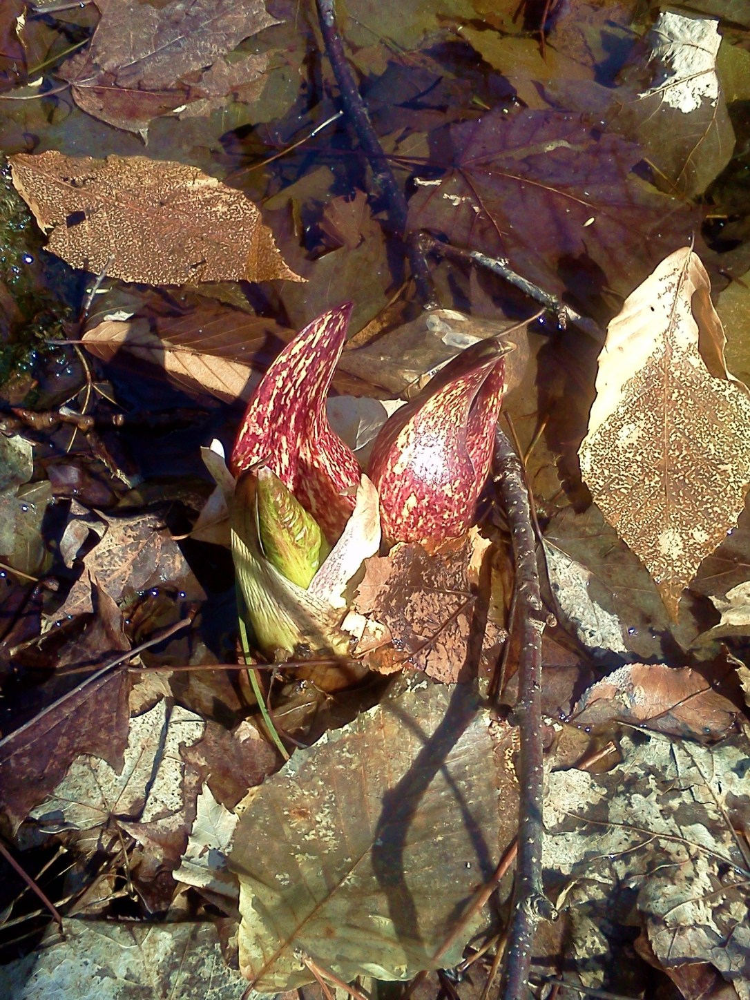 O.D. von Engeln Preserve at Malloryville