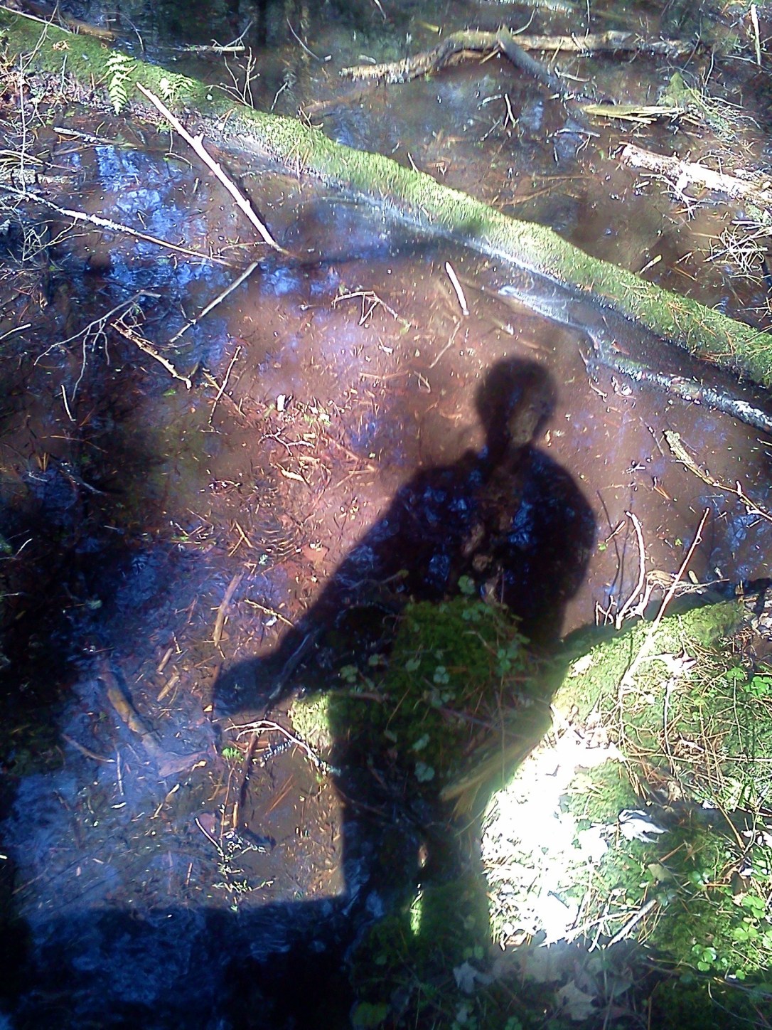 O.D. von Engeln Preserve