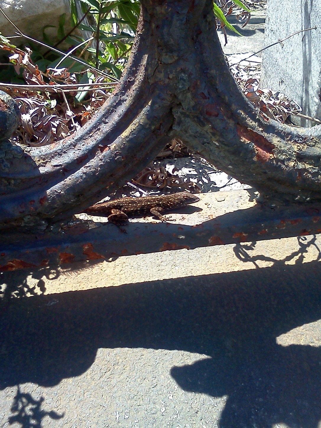 Lafayette Cemetery #1, New Olreans, LA