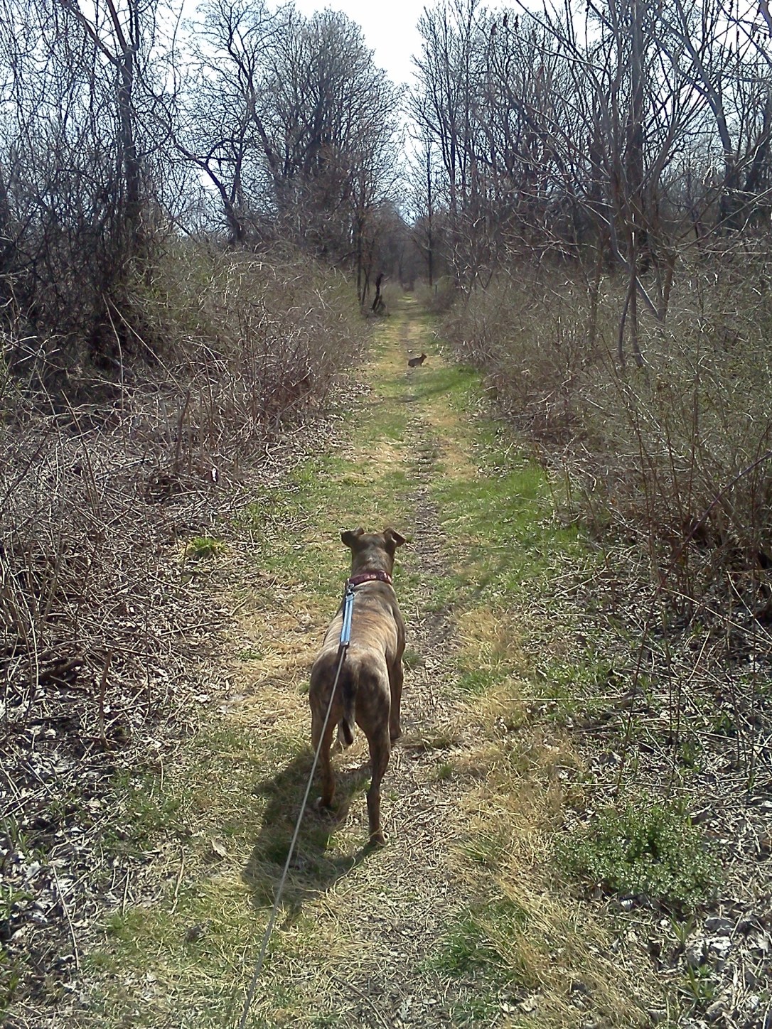 Petunia the pit bull.