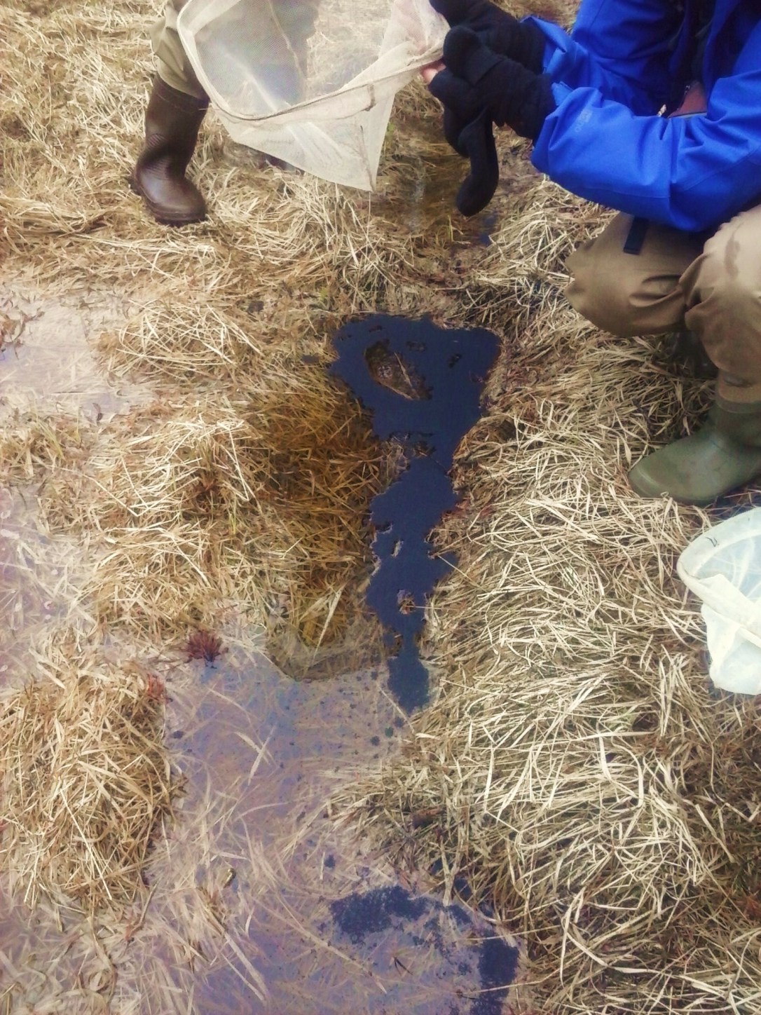 This black slick is actually zillions of what seem to be fleas. Ick!