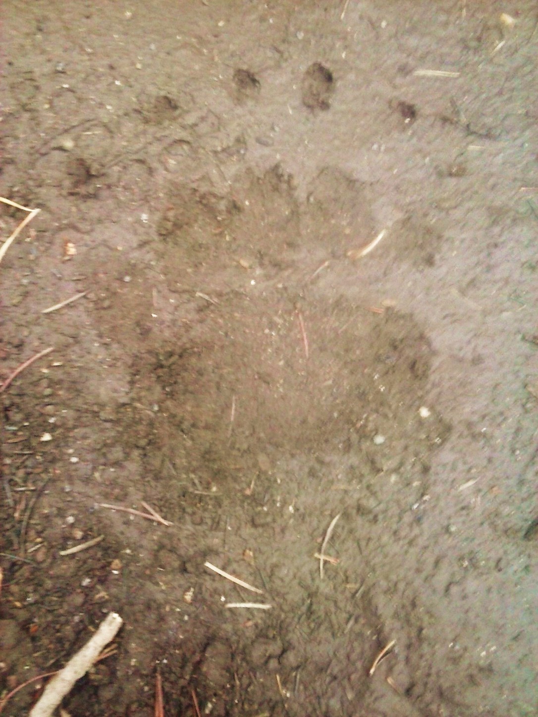 Black bear print