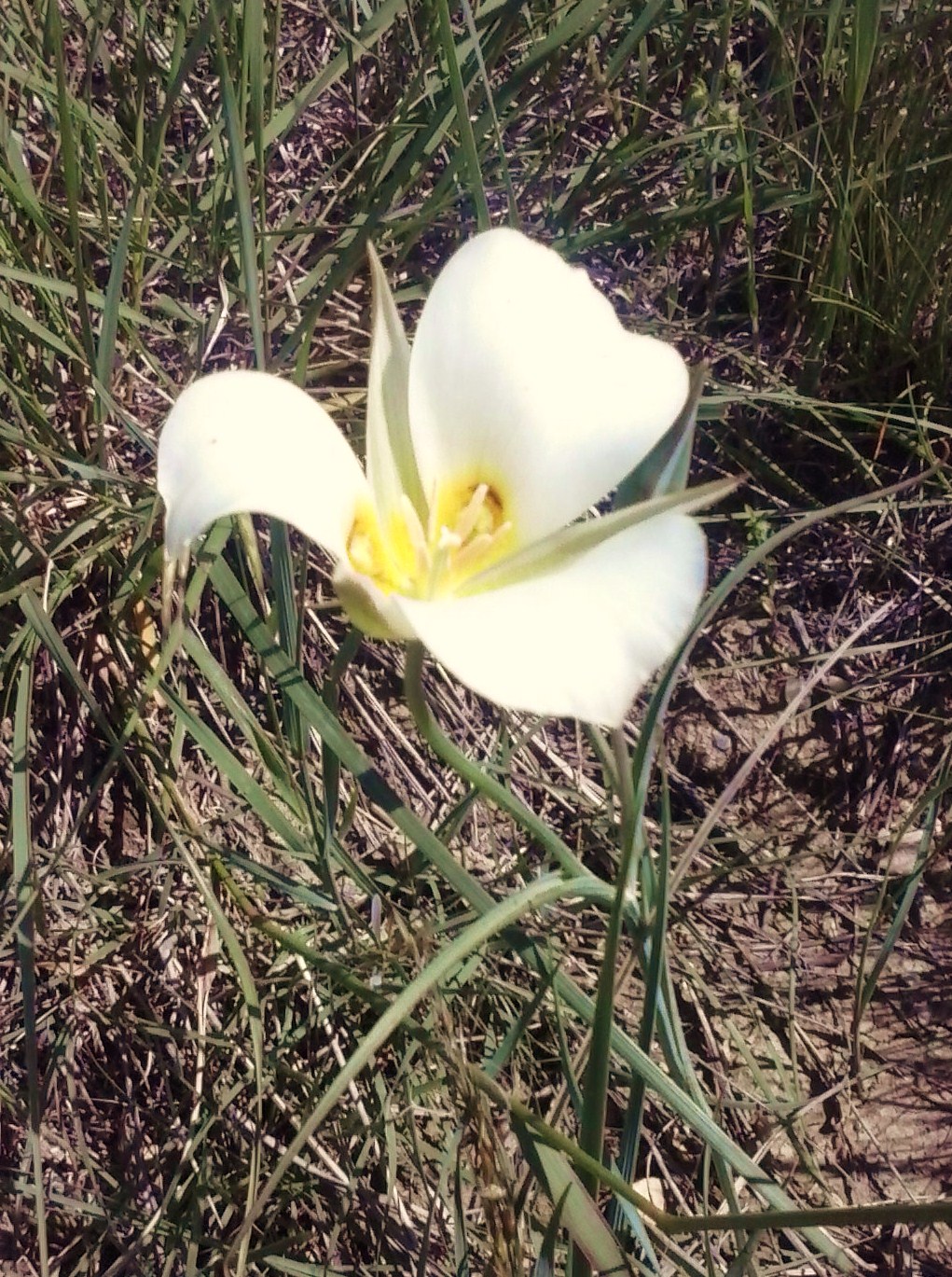 Badlands National Forest