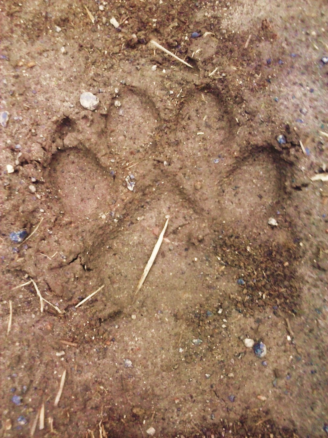 A very large wolf print.