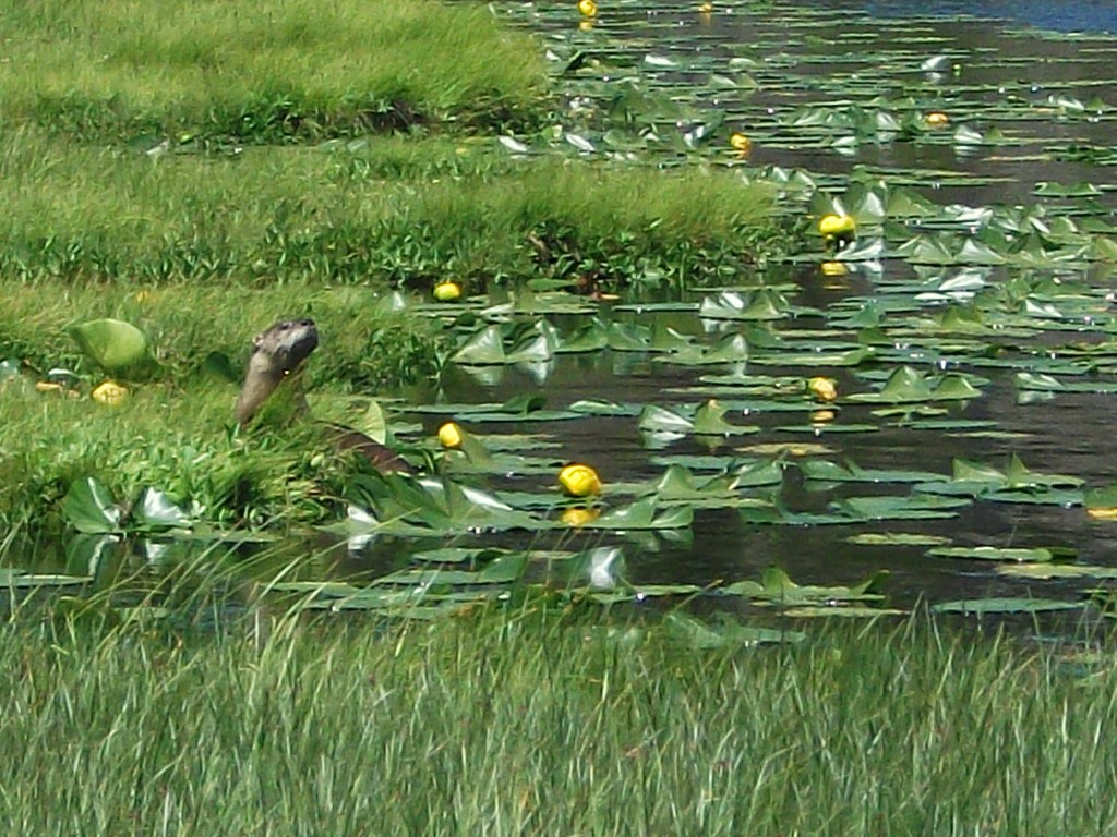 River Otter at Solfatara 1