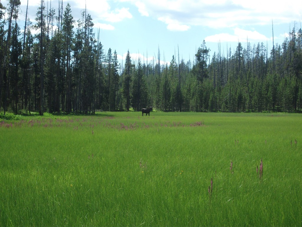 Tanger Lake juv moose 2