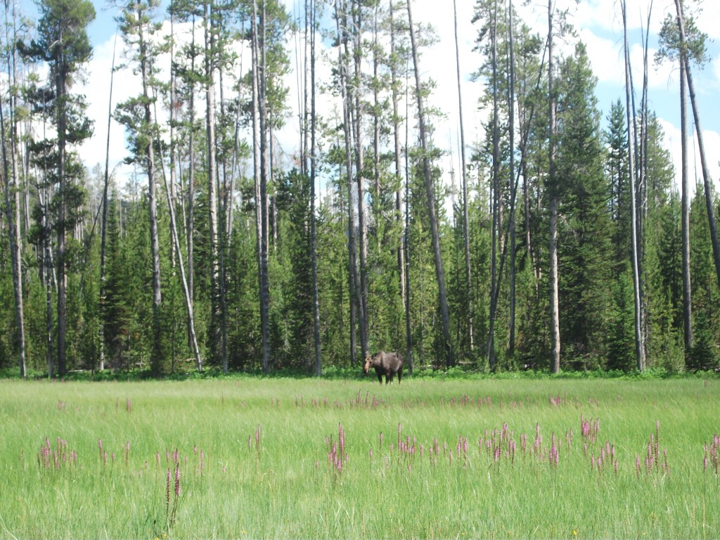 Tanger Lake juv moose 5