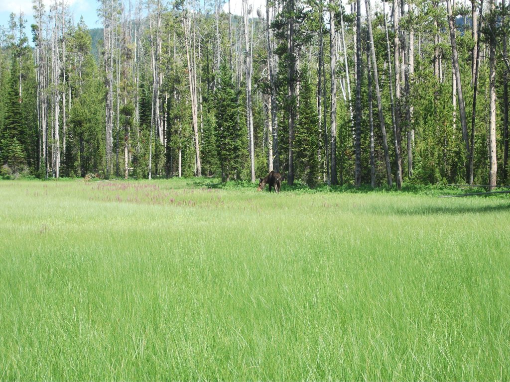 Tanger Lake juv moose 7