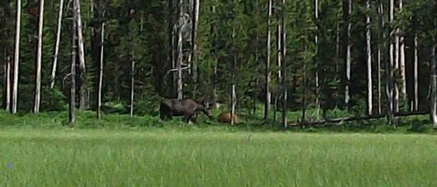 Tanger Lake juv moose greets baby