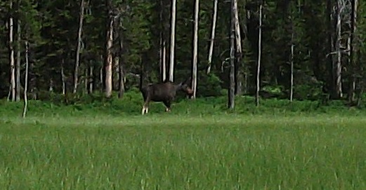 Tanger Lake juv moose meets baby